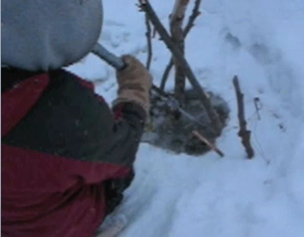 Beaver trapping -from the video